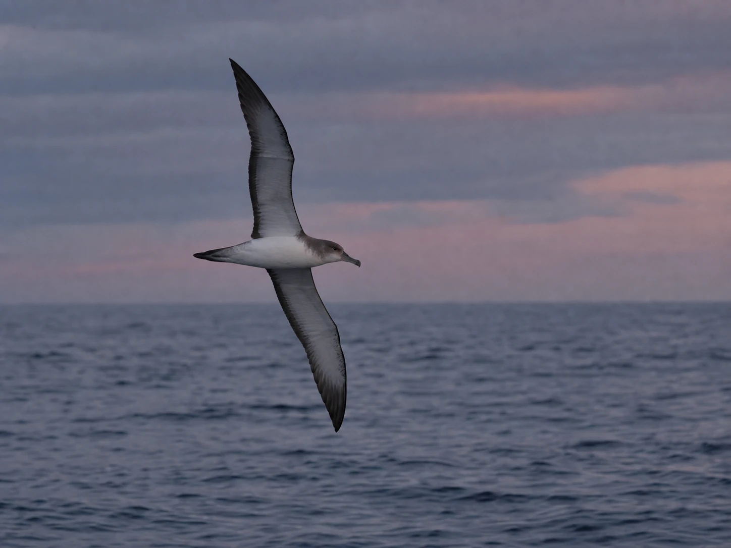 Pardela cineraria — Calonectris borealis en vuelo